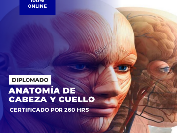 Diplomado en anatomia de cabeza y cuello