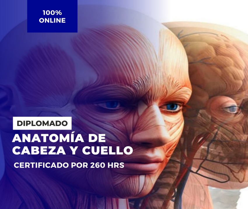 Diplomado en anatomia de cabeza y cuello