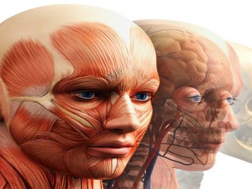 DIPLOMADO EN ANATOMÍA DE CABEZA Y CUELLO