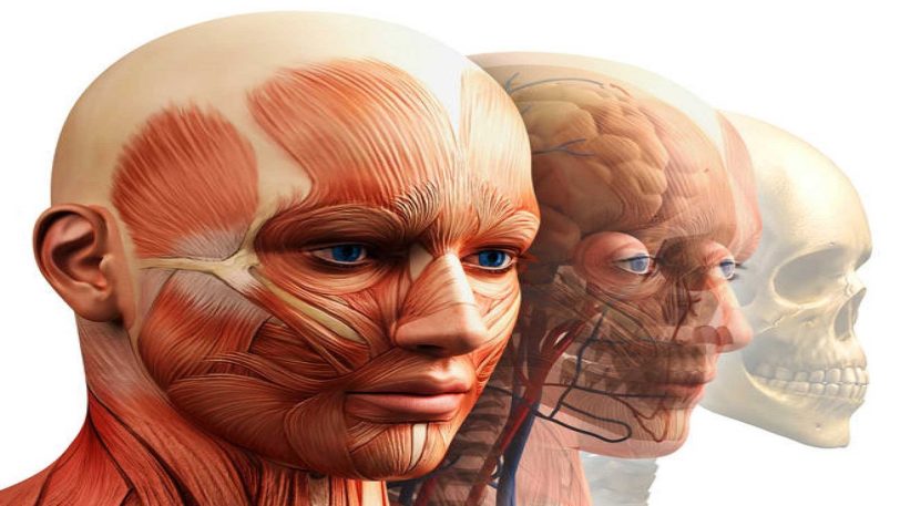 DIPLOMADO EN ANATOMÍA DE CABEZA Y CUELLO